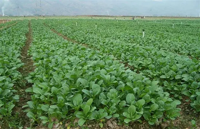 菜心栽培堤防事项