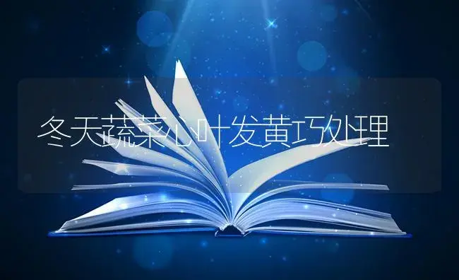 冬天蔬菜心叶发黄巧处理 | 蔬菜种植