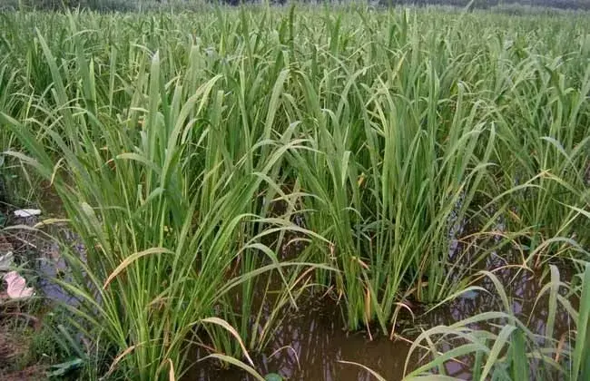 茭白反季节种植技术