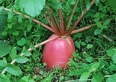 夏秋季露地有机萝卜栽培技术