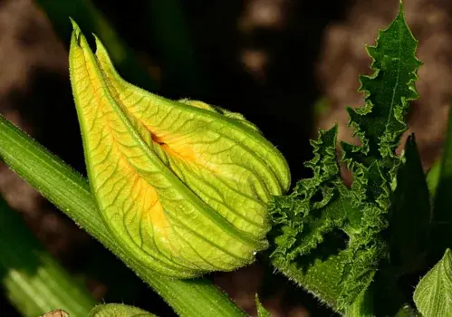 【种植经验】大棚西葫芦的种植方法