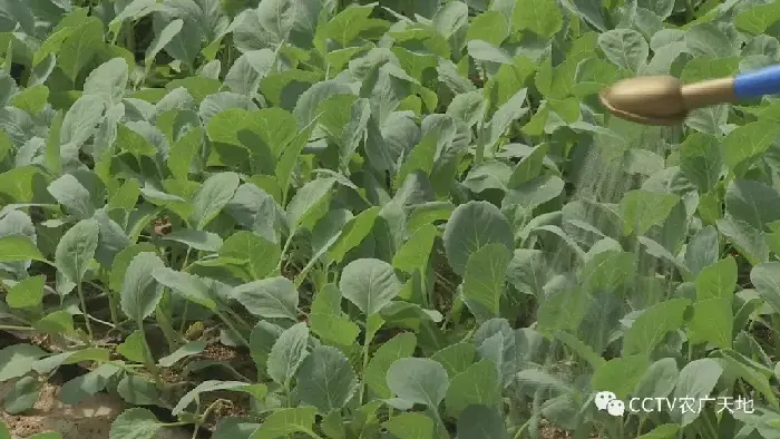 春甘蓝早熟高产种植技术