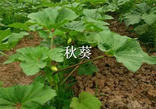 “绿色人参”秋葵怎么种？种子价格及种植方法是什么？