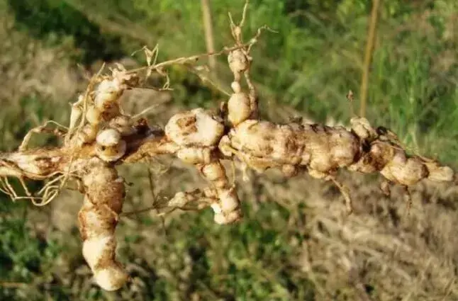 根结线虫怎么防治和治疗最有用？