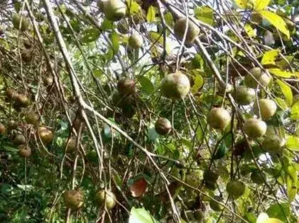 2018年种油茶树赚钱吗？油茶种植前景及效益分析