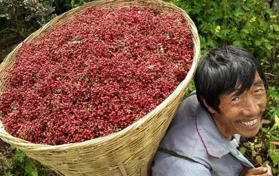 中国花椒产地南至五岭北坡　海南和广东没有花椒产地