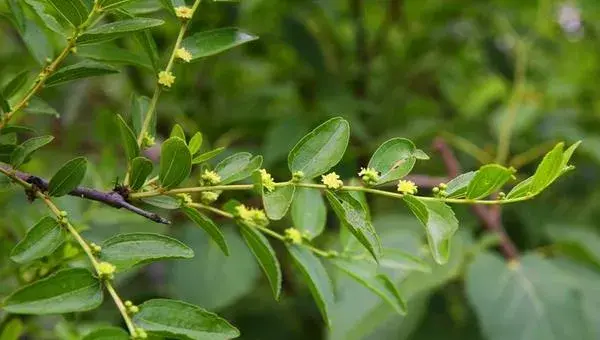 枣树几月开花结果 枣树开花打什么药好