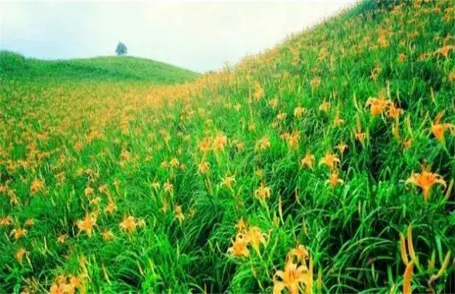 黄花菜常见病虫害和防治和治疗技术