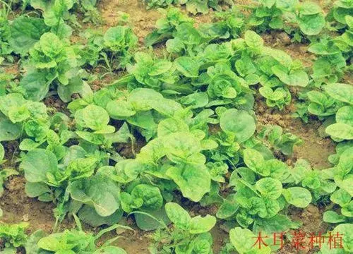 抗癌防癌蔬菜“木耳菜”什么时间种植最好？种植方法有哪些？