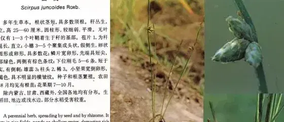 莎草科杂草