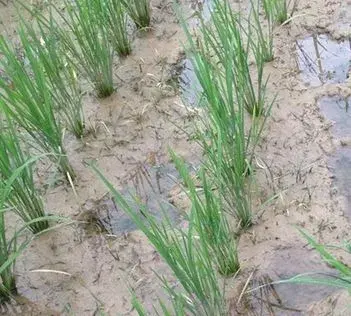 野荸荠对水稻产量的影响