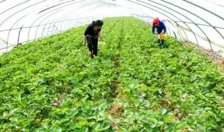 棚室草莓移栽前后施肥有窍门