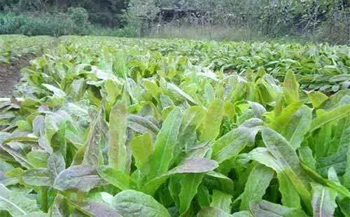 蔬菜栽培:秋莴笋催芽措施多