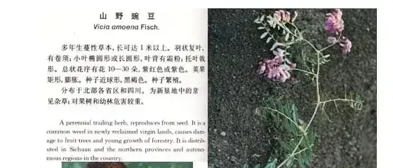 豆科杂草