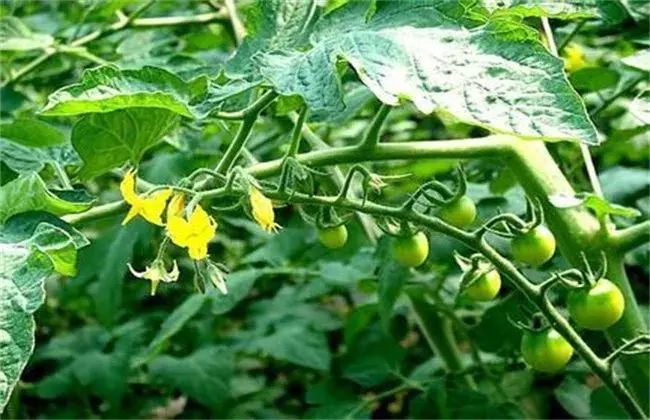 夏天西红柿保花保果办法