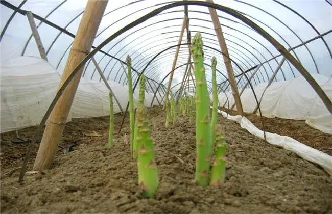 芦笋冬天田间管理技术