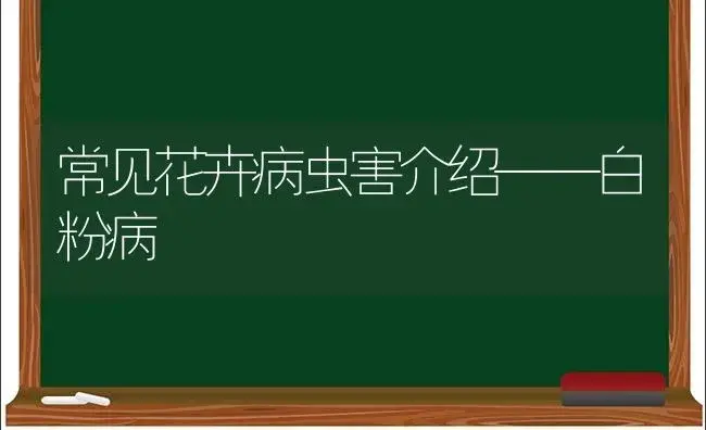 常见花卉病虫害介绍——白粉病 | 植物病虫害