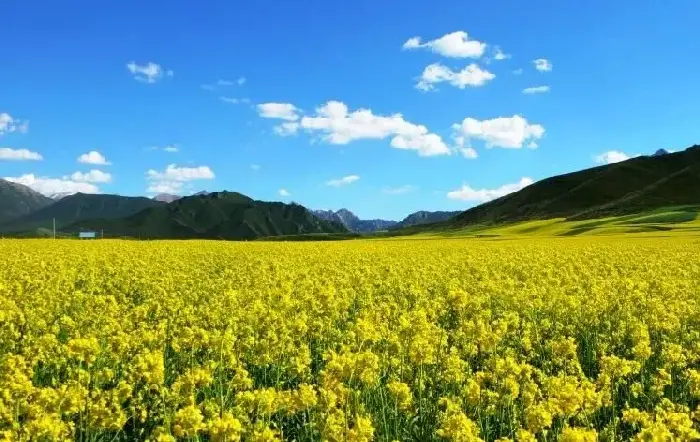 油菜绿肥的优势及公用品系的选育与使用