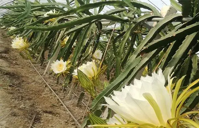 霸王花怎样栽培