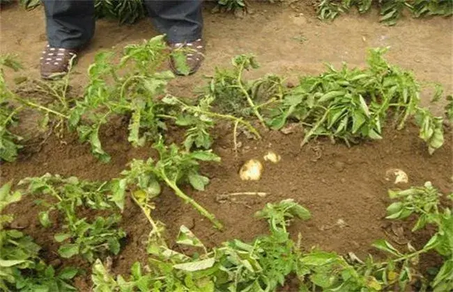 土豆水肥管理要点