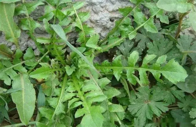 芨芨菜栽培技术