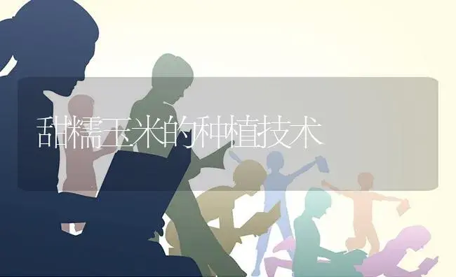 甜糯玉米的种植技术 | 蔬菜种植