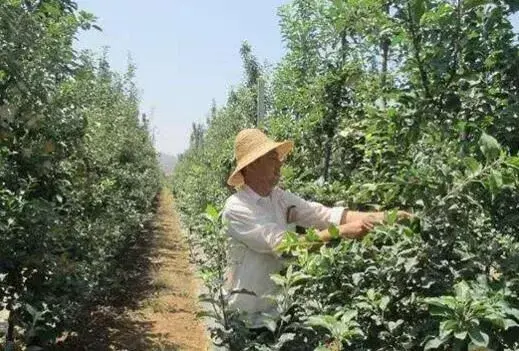 苹果园秋天管理易忽视的8个问题