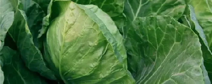 圆白菜是大头菜吗