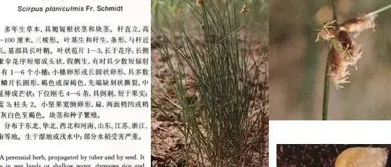 莎草科杂草