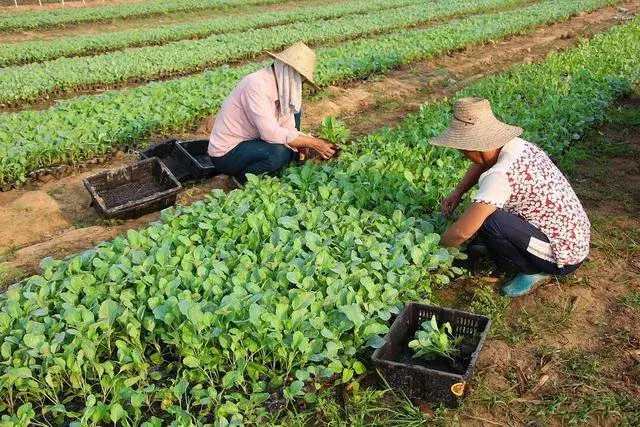 春季种植蔬菜，避免烂种、死苗、出不齐，根壮苗旺从这里入手