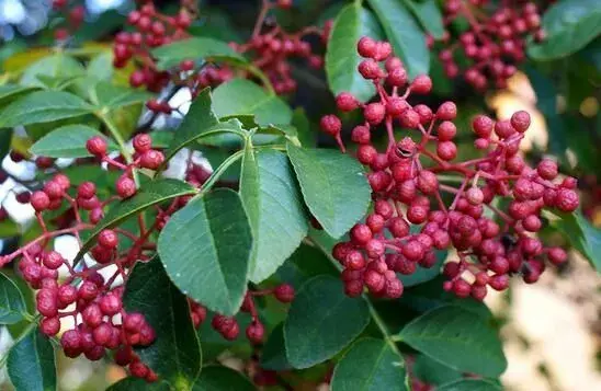 花椒树冬天管理八要点