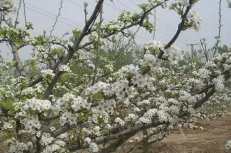 皇冠梨树花期管理要点