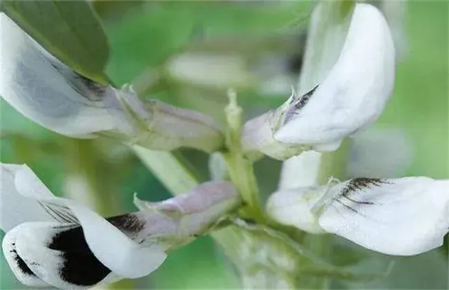 蚕豆不结荚防治和治疗办法