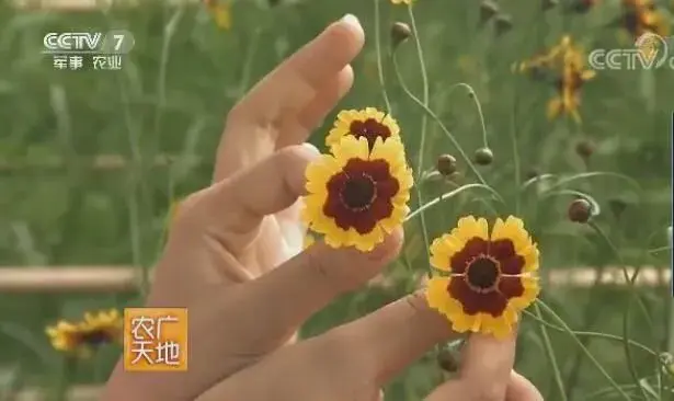 辽宁大连雪菊、蓝莓和草莓栽培探秘