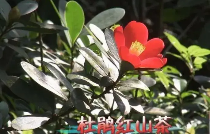 卖版权的茶花四季开