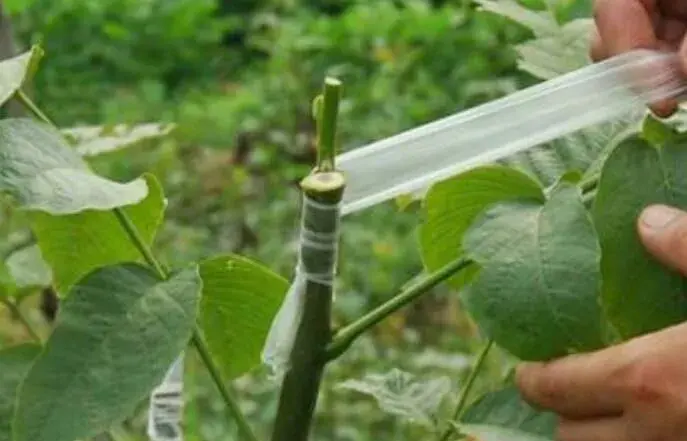 花木嫁接的5个小手法