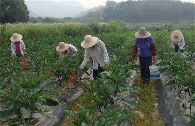 茄子盛夏期追肥小心事项