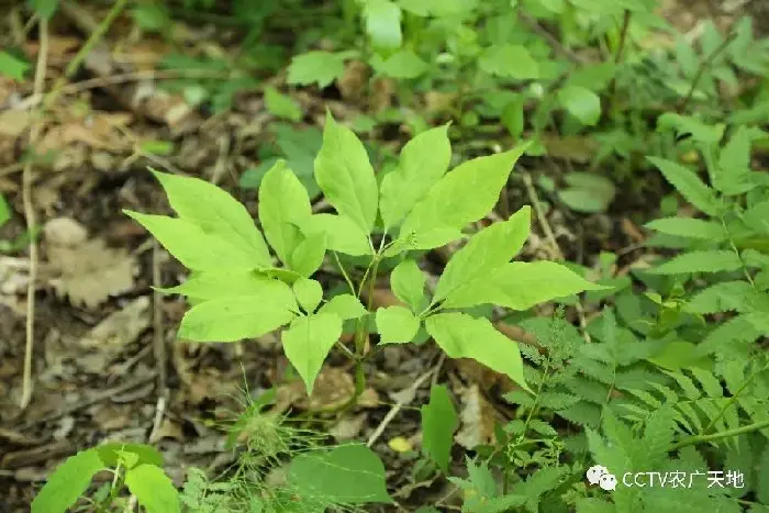 野山参的繁衍护育技术