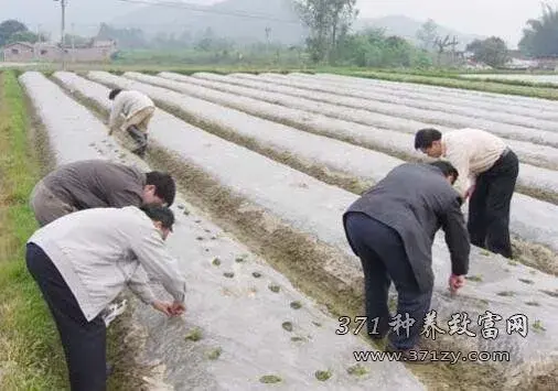 春花生地膜覆盖高产种植技术要点