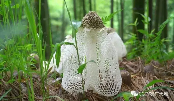 福建顺昌竹荪和闽北花猪种养探秘