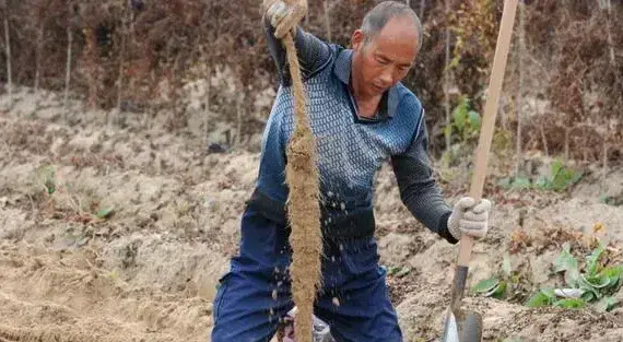 铁棍山药常见病虫害防治指南