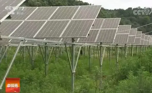 光伏板下栽培灵芝效益高