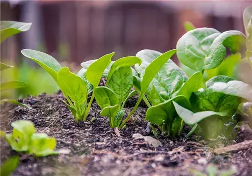 “鹦鹉菜”菠菜种植的方法有哪些？为什么不能晚上吃？（附品种分类）