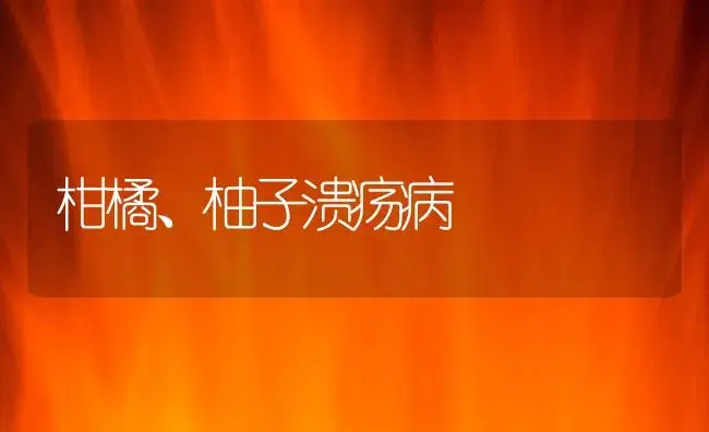 柑橘、柚子溃疡病 | 植物病虫害