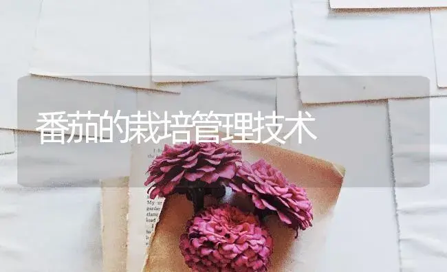 番茄的栽培管理技术 | 蔬菜种植