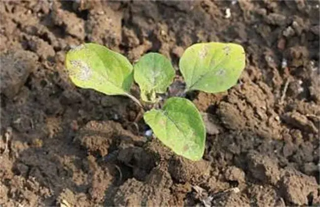 茄子种子迅速催芽措施