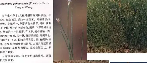 莎草科杂草