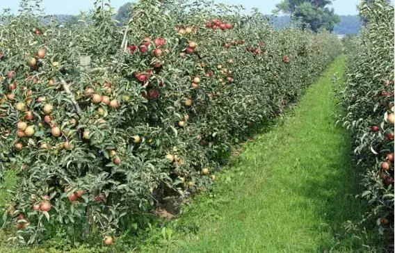 10月份苹果园管理技术要点