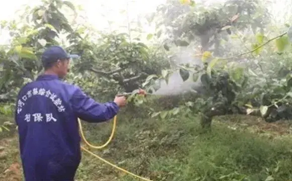 果树夏季喷药注意事项