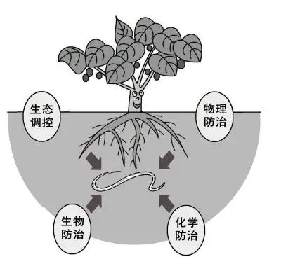 专家：预防线虫是关键综合治理为上策